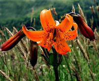 Lilium maritimum