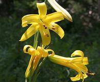 Lilium parryi