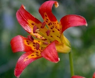 Lilium parvum