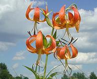 Lilium superbum