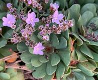 Limonium duriusculum
