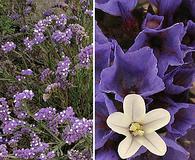 Limonium sinuatum