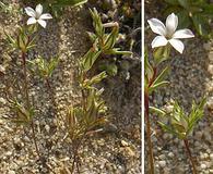 Linanthus bigelovii