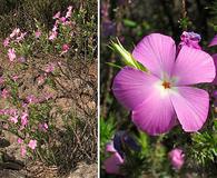 Linanthus californicus