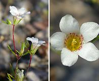 Linanthus demissus