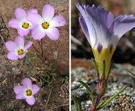 Linanthus dianthiflorus