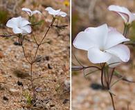 Linanthus dichotomus