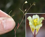 Linanthus filiformis