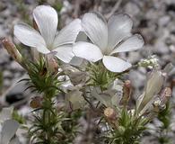 Linanthus pungens