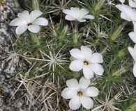 Linanthus watsonii