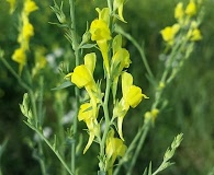 Linaria genistifolia