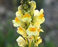 Linaria vulgaris