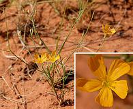 Linum aristatum