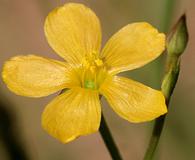 Linum australe