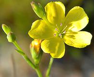 Linum floridanum