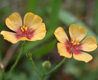 Linum imbricatum