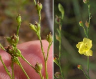 Linum intercursum