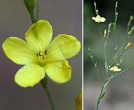 Linum medium