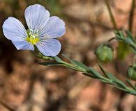 Linum pratense