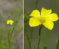 Linum sulcatum