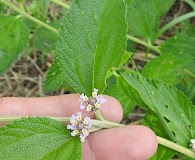 Lippia alba