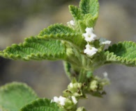 Lippia graveolens