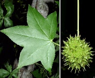 Liquidambar styraciflua