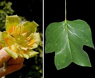 Liriodendron tulipifera