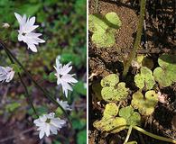 Lithophragma affine