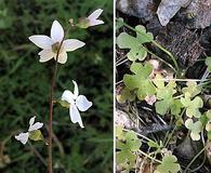 Lithophragma cymbalaria