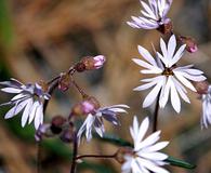 Lithophragma tenellum