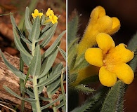 Lithospermum californicum