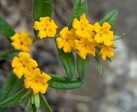 Lithospermum canescens