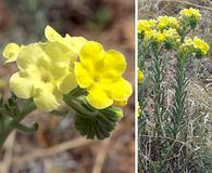 Lithospermum cobrense