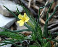 Lithospermum incisum