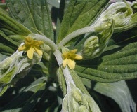 Lithospermum latifolium