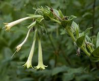 Lithospermum macromeria