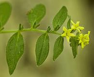 Lithospermum tuberosum