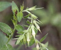 Lithospermum virginianum