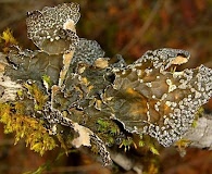 Lobaria anomala