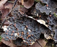 Lobaria anthraspis