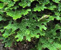 Lobaria pulmonaria