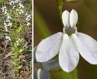 Lobelia appendiculata