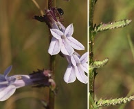 Lobelia brevifolia