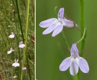 Lobelia canbyi