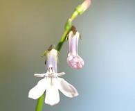 Lobelia dortmanna