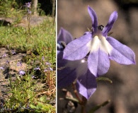 Lobelia elongata