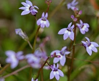 Lobelia feayana