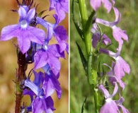 Lobelia fenestralis