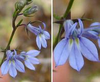 Lobelia nuttallii